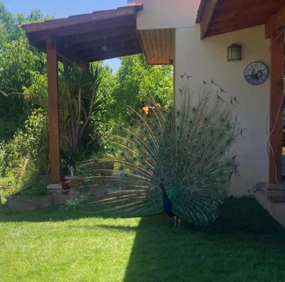 Alojamiento Los Nogales Santa Cruz Exterior foto